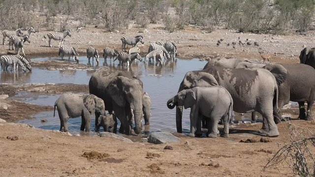 Elephants. Family of African Elephants in the field near a small river drinking.