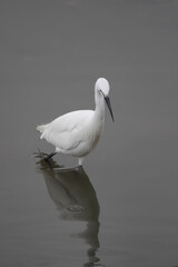 Egretta garzetta portrait