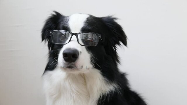 Funny studio portrait of smiling puppy dog border collie in eyeglasses isolated on white background. Little dog gazing in glasses. Back to school. Cool nerd style. Funny pets animals life concept