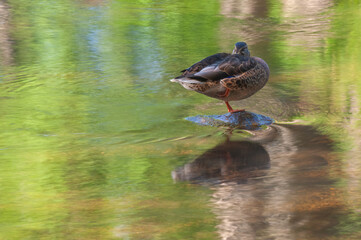Close-up of a perched female mallard with colorful reflections in calm water