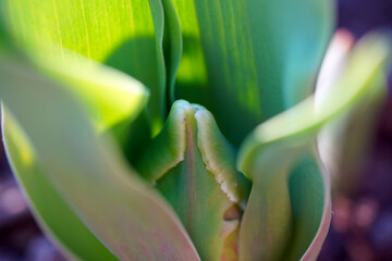Tulpe, tulip