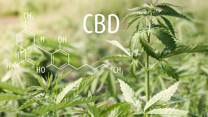 Cannabis plants with the CBD chemical formula. Cannabidiol molecule.