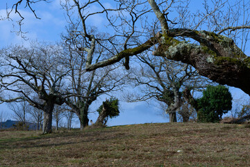 close-up to the right part of the photo of the middle of the trunk of a beech tree on a blue sky...