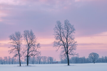 Winter, rural landscape of bare trees at dawn, Michigan, USA