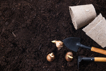 Spring gardening background. Gardening tools, flower pots and crocus bulbs on fertile soil texture background.