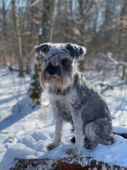 Schnauzer im Schnee