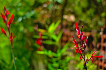 red and green leaves