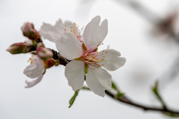 Fleurs d'amandier au printemps.