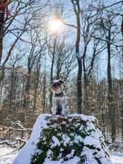 Schnauzer im Schnee