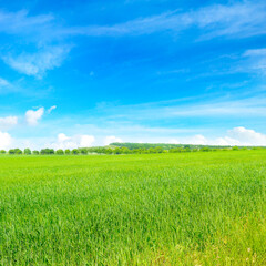 Obraz premium Green wheat field and blue cloudy sky.