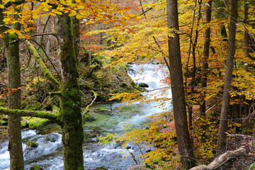 Bach im Herbstwald