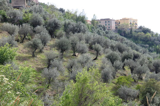 Olive Grove View At Villa Deste. Italy
