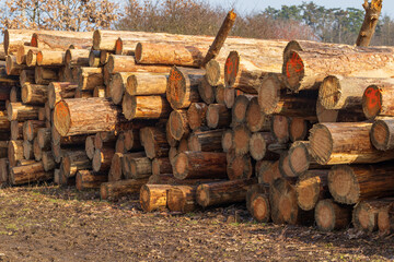 Tree trunks are stacked on the edge of the forest.