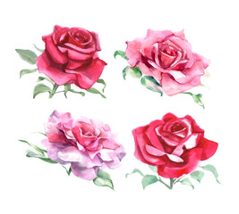 Fototapeta premium Set of pink and red roses. Watercolor Illustration. Isolated