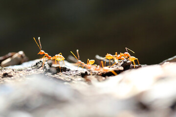 Ameisen 