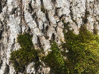 bark with moss green, wood, beautiful texture