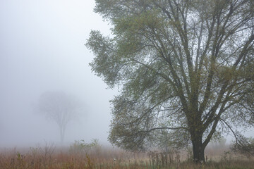 Autumn landscape of tall grass prairie in fog, Fort Custer State Park, Michigan, USA