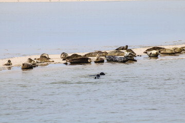 Robben auf Sandbank