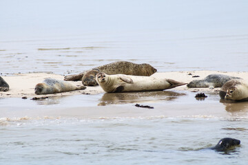 Robben auf Sandbank