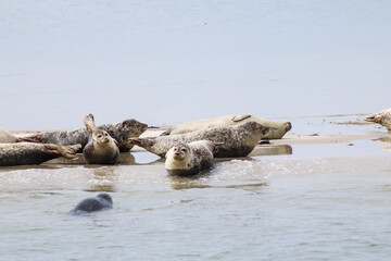 Robben auf Sandbank