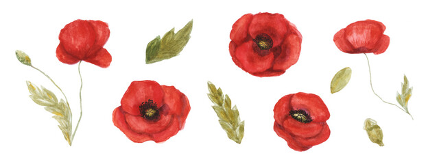 Watercolor set with red poppies isolated elements. Flowers for handicraft, scrapbooking, stickers, cards, wrapping paper and packaging design