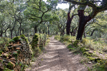 On the trail to Huelva Mountains. Rural road in Huelva mountains for trekking