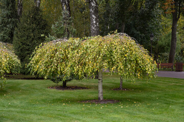 Decorative birch in the autumn park. Betula pendula tree in the leaf fall arboretum.