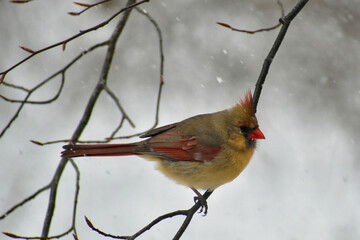 Female Northern Cardinal perching on a branch in the snow