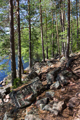 Fototapeta premium pine trees in Repovesi Park