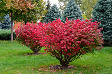 Winged eonymus, euonymus alatus in the autumn park. Scarlet ornamental shrub in the garden. Autumn colors.