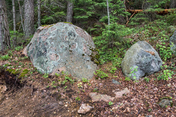 stones in the forest