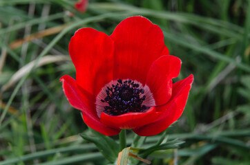The red anemone flower belongs to the buttercup family and is a perennial herbaceous plant