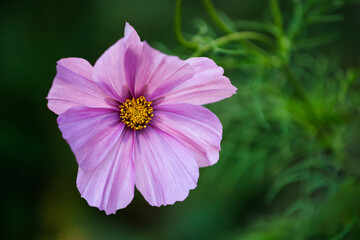 Close-up of pink Mexican aster, Cosmos bipinnatus, flower in the summer garden