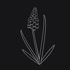 muscari line art vector illustration. Botanical illustration