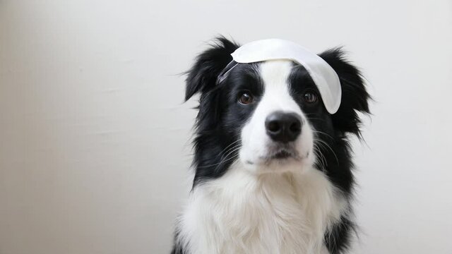 Do not disturb me, let me sleep. Funny cute smiling puppy dog border collie with sleeping eye mask isolated on white background. Rest, good night, siesta, insomnia, relaxation, tired, travel concept