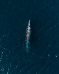 whale in water