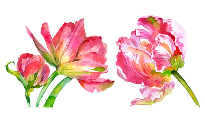 Watercolor set of tulip flowers. Watercolor illustration