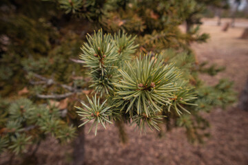 close up of a pine cone © Alyona