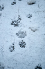 Large footprints of the dog in the fresh snow. Footprints in the snow.