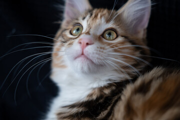  young kurilian bobtail kitten face looking up