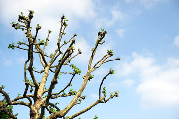 Brotes verdes anuncian la primavera. Platanus hispanica. Plátano de sombra 