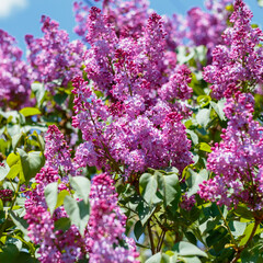 Spring blooming flowers of lilac on lilac bushes against the blue sky. Natural background of violet blooming lilac flowers outside. Square