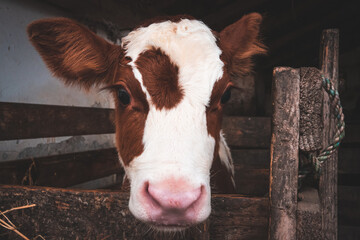Young calf from brown white European cows and barns © blanke1973