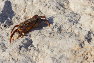 Freshwater river crab (Potamon ibericum) on stone near a mountain river