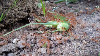 ants are trying to carry grasshopper for foods