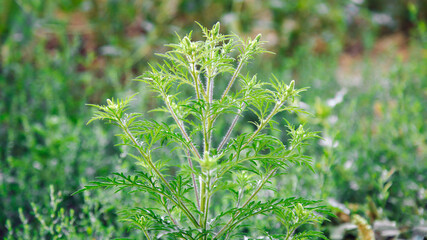 Blooming ambrosia bushes. Ragweed plant allergen, toxic meadow grass. Allergy to ragweed ambrosia . Blooming pollen artemisiifolia is danger allergen in meadow. Long web banner