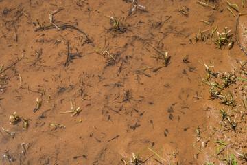 Tadpoles and small fish in the wetlands