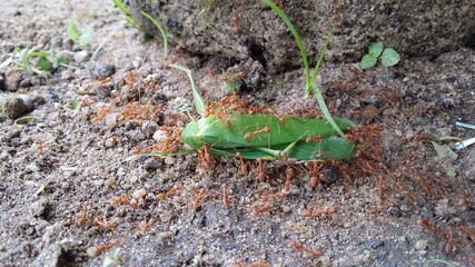 grasshopper after death