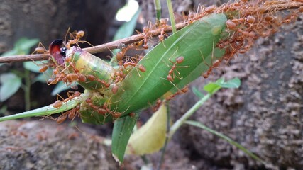 grasshopper after death