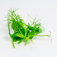 Microgreen sprouts of green peas on a white background. Close-up. Vegan and healthy food concept